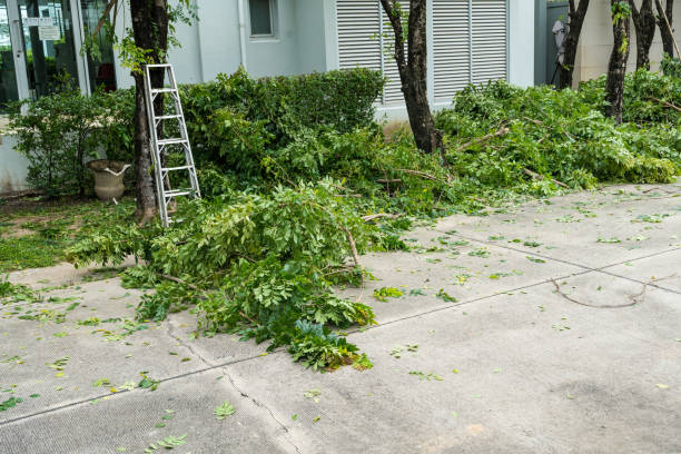 Trusted Poncha Springs, CO Tree Services Experts