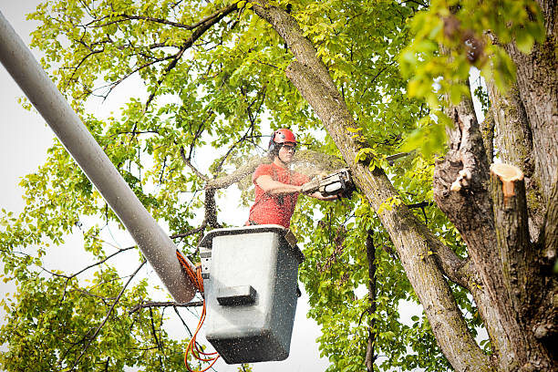 Leaf Removal in Poncha Springs, CO