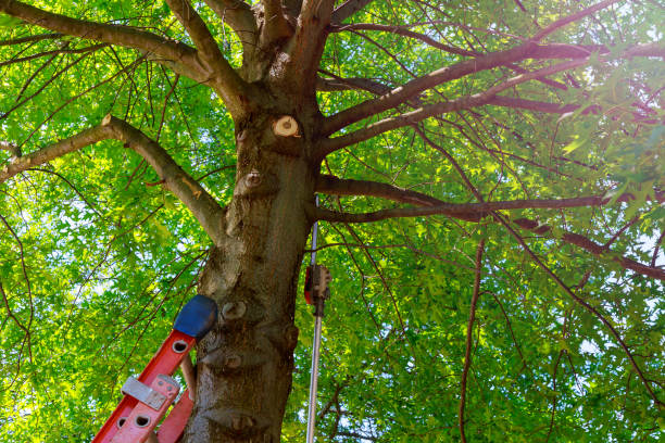 How Our Tree Care Process Works  in  Poncha Springs, CO